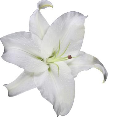 Simply  Lillies
