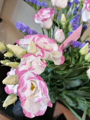 Simply Lizianthus