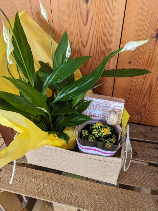 Easter Plant Box
