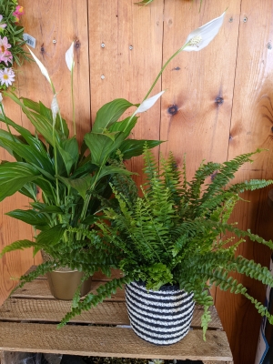 Plant Duo