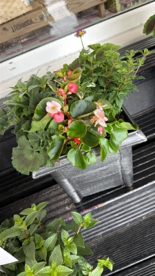 Summer Planter